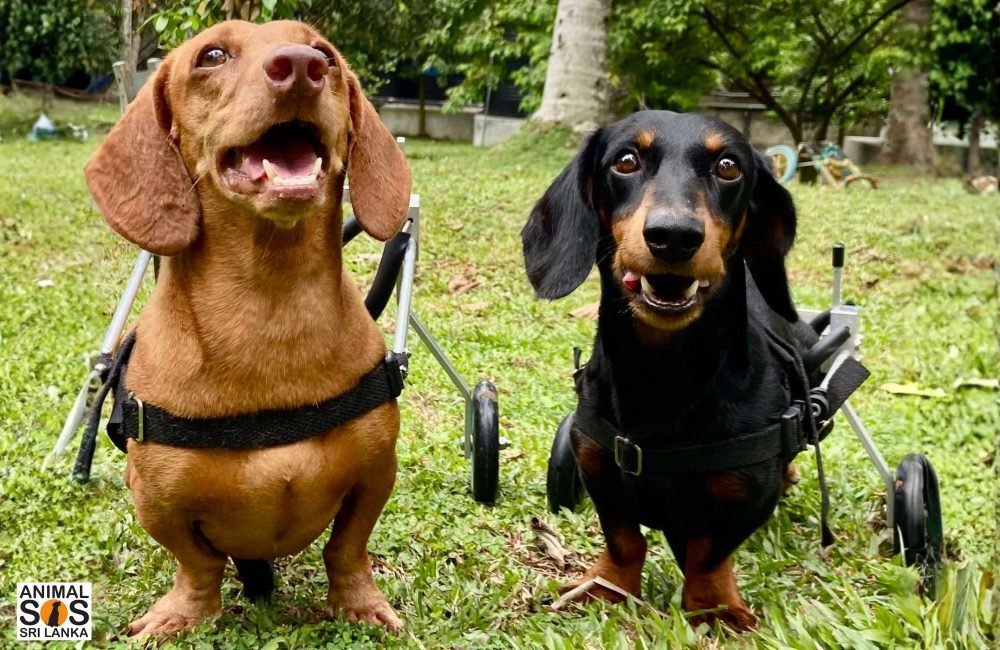 Potato and Kelanga - disabled dogs in their wheelchairs