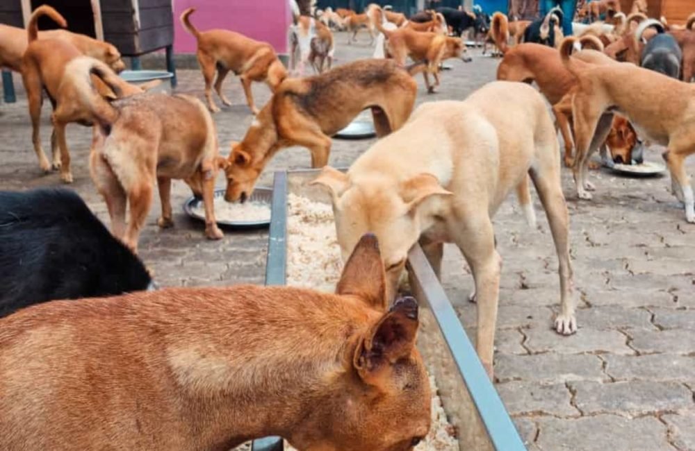 dogs eating at the sanctuary