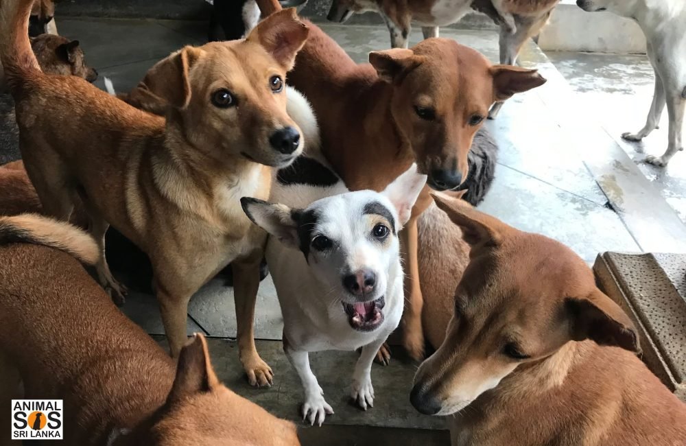 group of rescued dogs at the sanctuary
