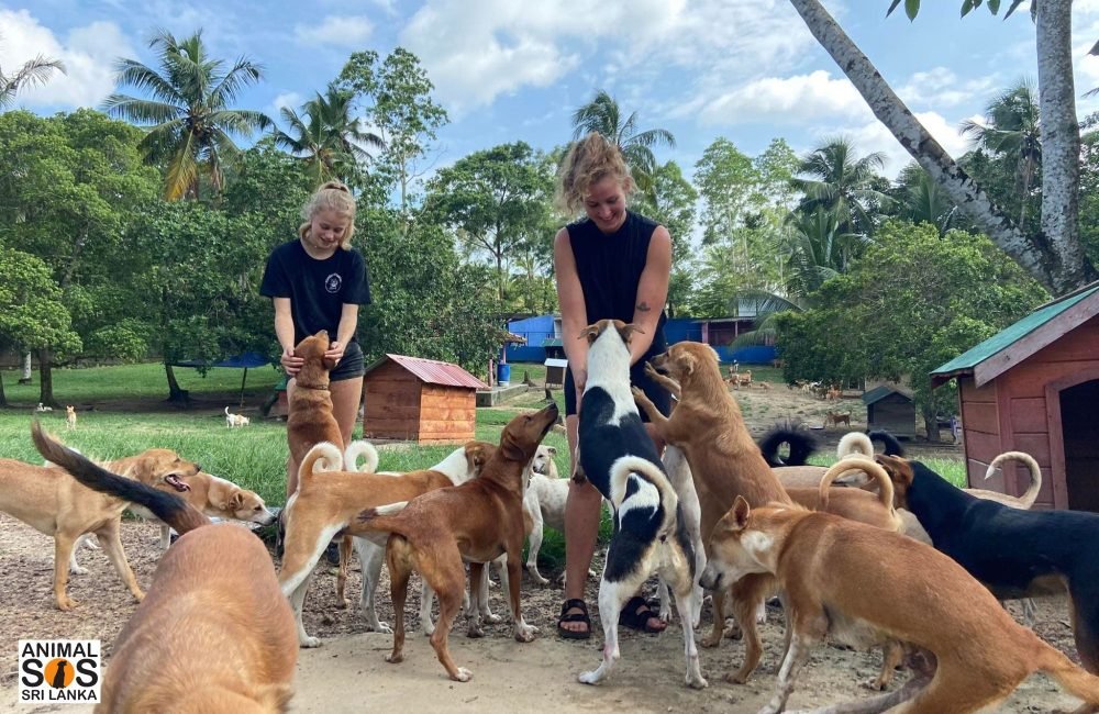 wide view of sanctuary grounds